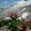 Trèfle des Alpes ou trèfle alpin (Trifolium alpinum)