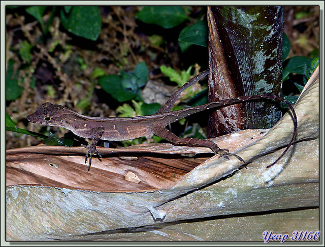 Blog de images-du-pays-des-ours : Images du Pays des Ours (et d'ailleurs ...), Lézard Jésus Christ juvénile?? Anole (Anolis)?? - La Palma - Puerto Jiménez - Costa Rica