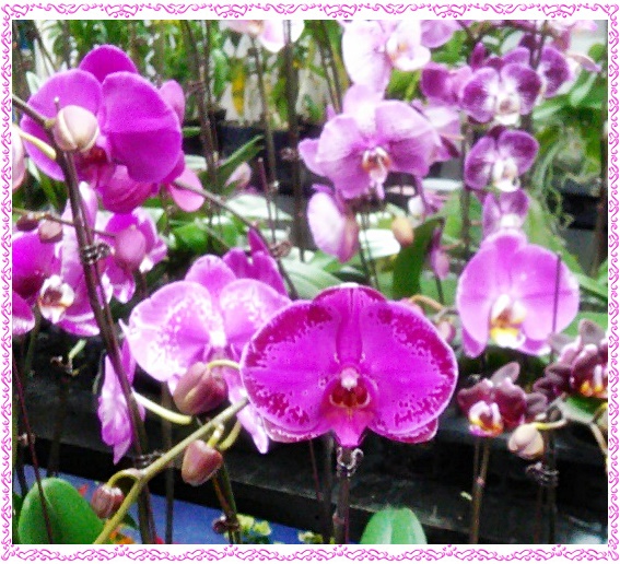 - FLORÉAL AU PORT 1/7 (Réunion)
