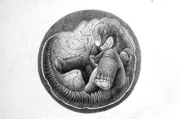 sauropod-embryo_p102