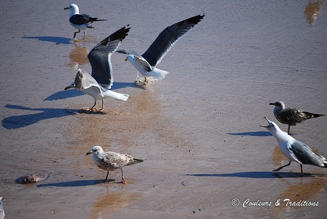 Scene de mouettes