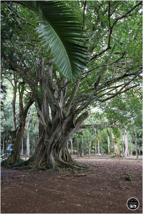 Le jardin botanique de Pamplemousse