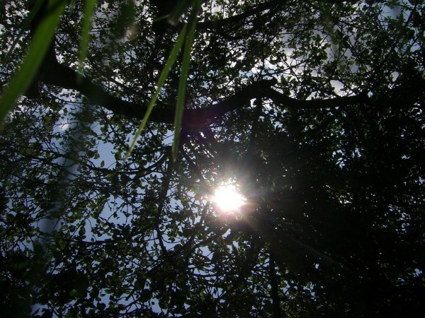 Soleil-arbre.JPG