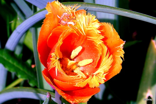 Souvenirs de tulipes 