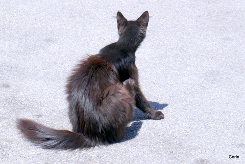 Un chat d'un autre voisin !