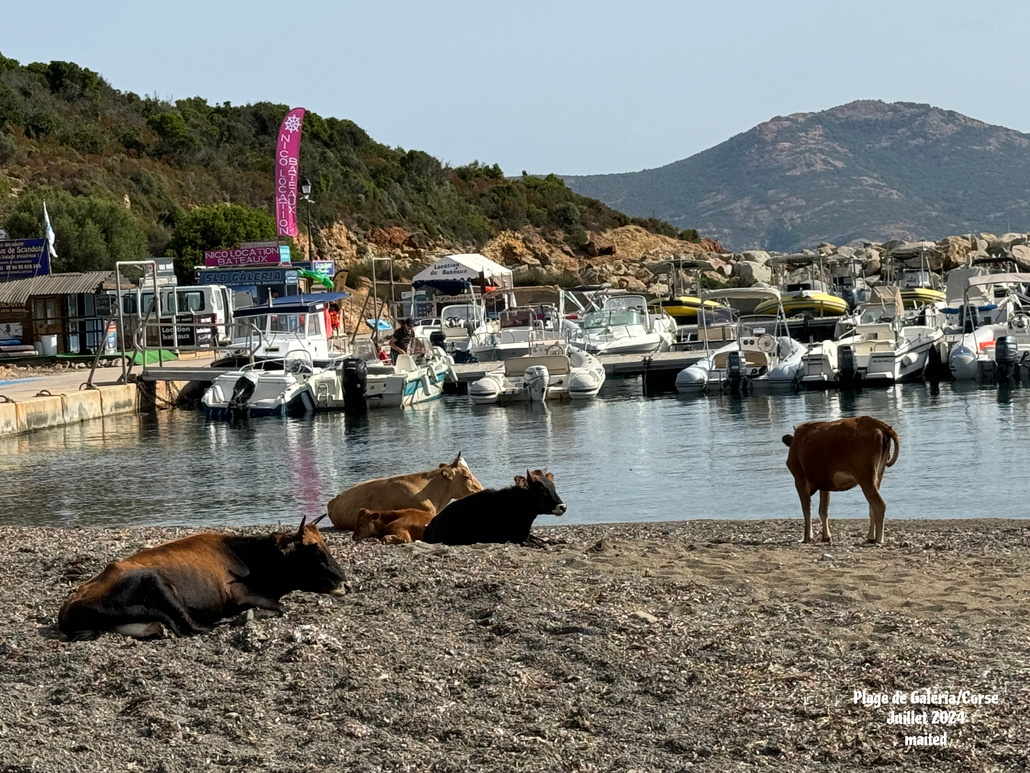 Plage partagée - Galéria - Corse