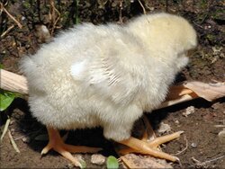 Photos de poussins du Parc de la Court d'Aron