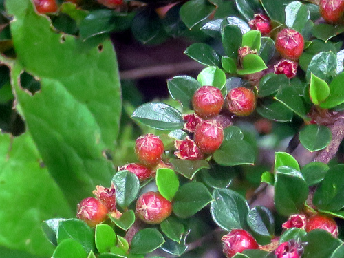 Quelques fleurs sauvages 