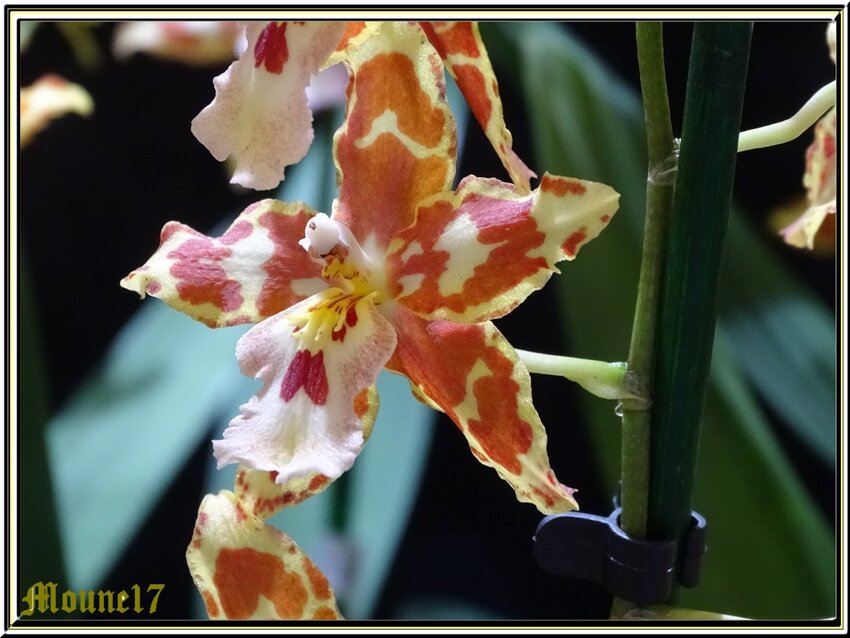 Exposition d'orchidées à La Jarne (17) le 08mars 2020
