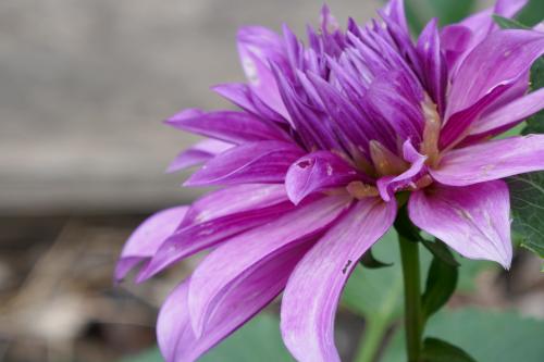 Le cartoscope du jeudi 18 mars 2021