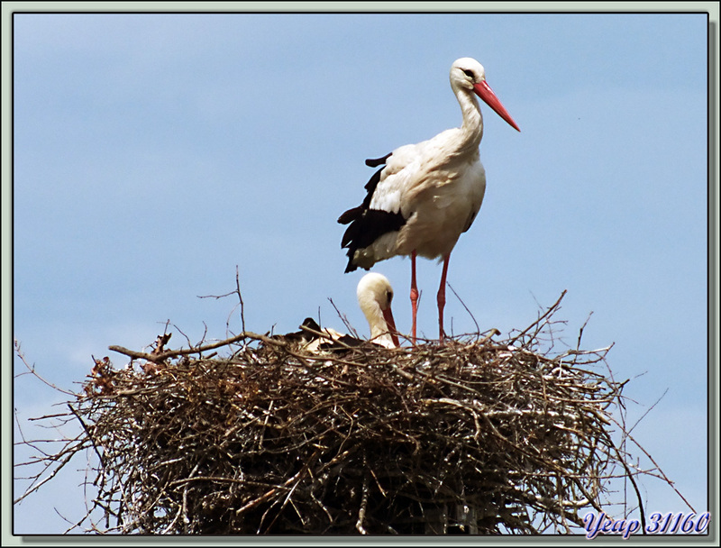 Les cigognes en Comminges: un nouveau nid à Liéoux - 31  (Faune)
