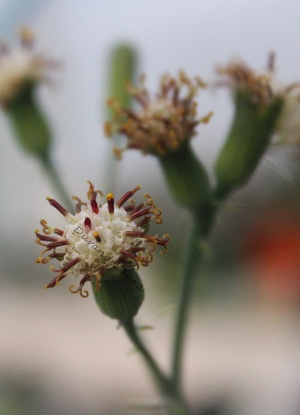 Sénécio Articulatus ou Plante Chandelle - Les fleurs