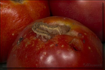 Papillon Noctuelle de la tomate (Helicoverpa armigera)