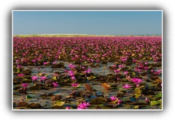 Lotus : La fleur du cœur