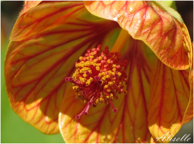 Abutilon #2