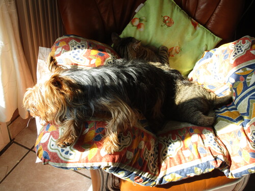 Chien et chat vont très bien ensemble...