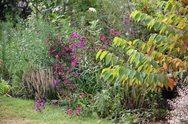 asters et viburnum plicatum Mariesii