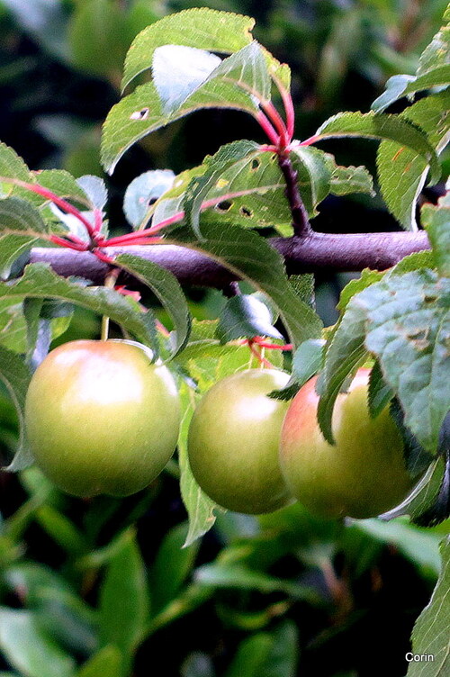 Des prunes vertes