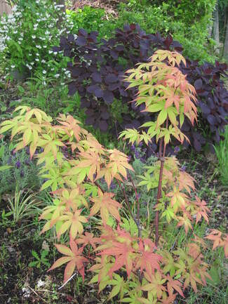 Le jardin à la mi-juin.