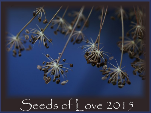 Seeds of Love 2015, bilan