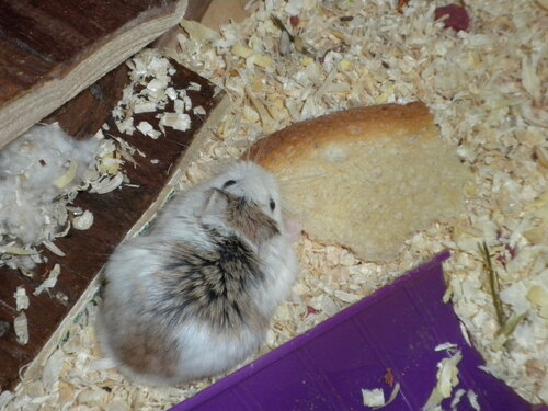 Le Hamster de Melle Choup'