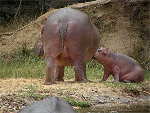 maman hippo