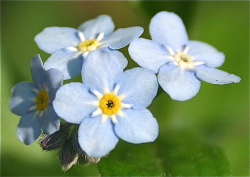 Fleurs cultivées : Myosotis