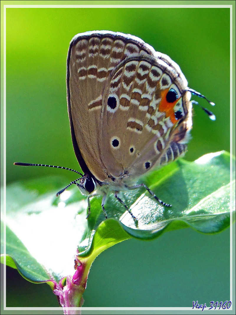 Papillon Cycad bleu, Azuré des sagous, Cupidon des plaines, Plains cupid (Chilades pandava) - Nosy Sakatia - Madagascar