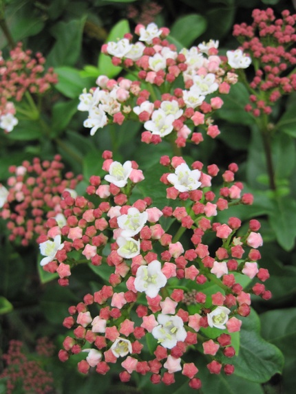 Mon jardin landais à la mi-septembre