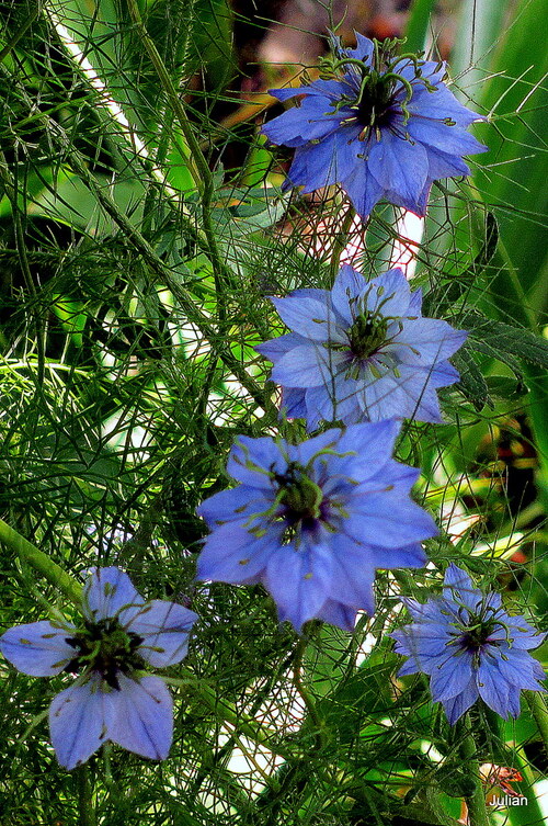 Mes nigelles de Damas 