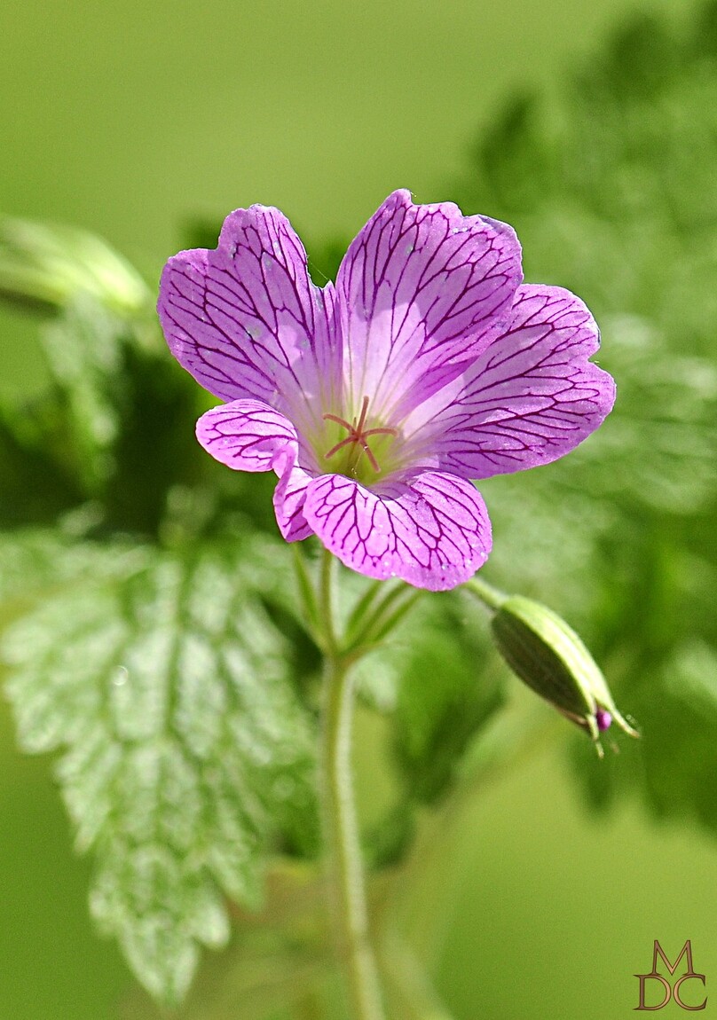 Géranium hybride