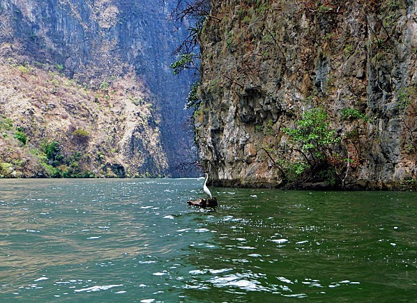 Canyon oiseau rocher (2)