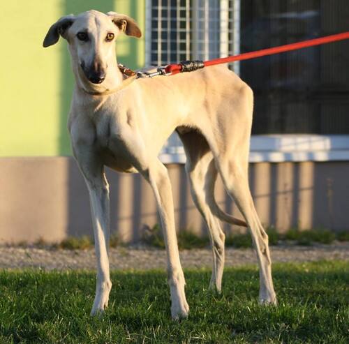 Pikachu, x lévrier Sloughi abandonné en SPA / Au nom des Galgos