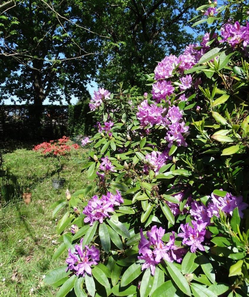 Jardin en fleurs...