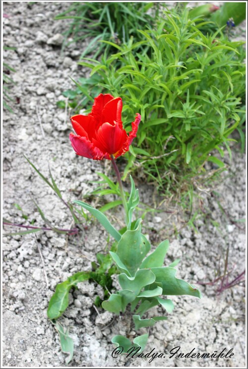 Mes tulipes 2017