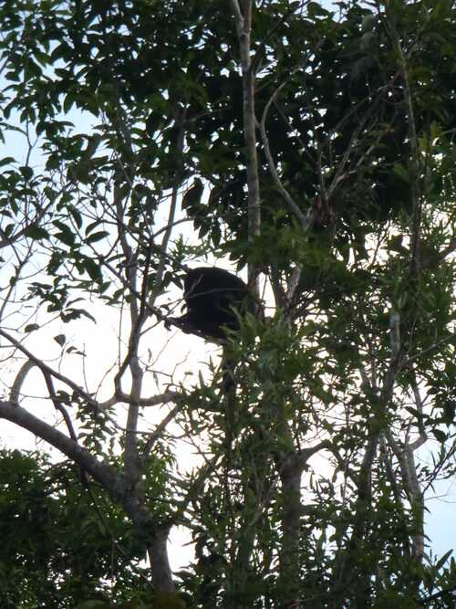 Rurrenabaque, déroutante amazone