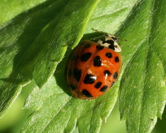 Combien de points sur le dos d une coccinelle Dans quel monde