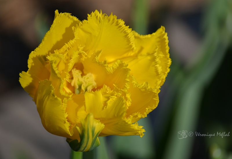 Parc Floral de Paris : la tulipe frangée