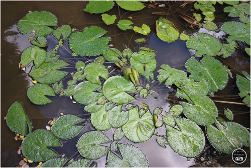 Le jardin botanique de Pamplemousse