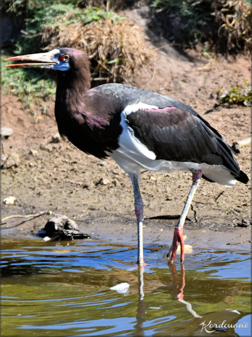 Photos Cigognes d'Abdim - Zoo d'Arcachon