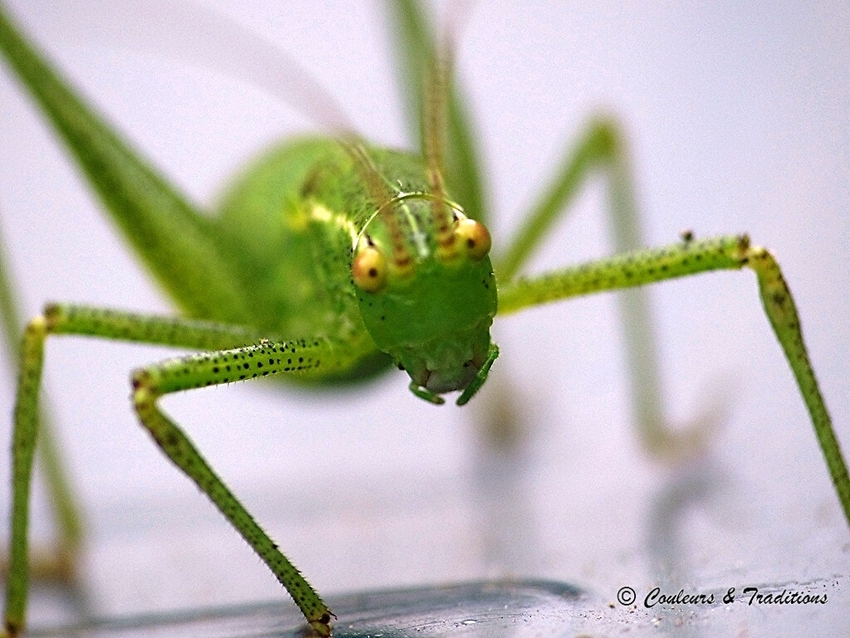 Tettigoniidae