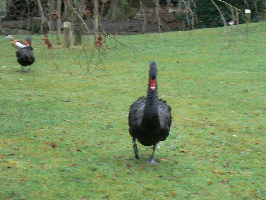 Parc du château de Soubiran