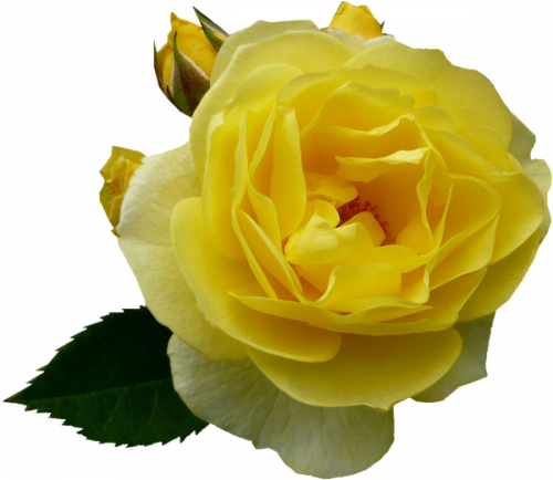 Tubes fleurs, tubes roses