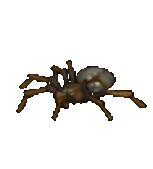 La petite araignée persévérante 
