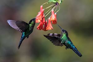 Fonds d'ecran Oiseau Colibris Deux Animaux télécharger photo