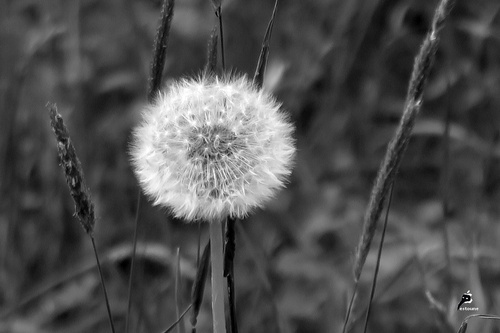 Essai noir et blanc 