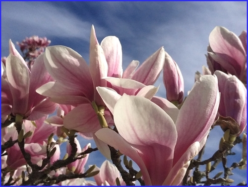 magnolias...