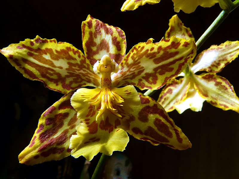 Floraison chez mes orchidées - Lartigau - Milhas - 31  (Flore)