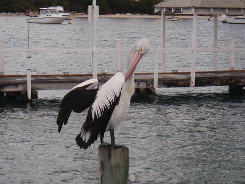 Les pelicans du bord  de la swan river