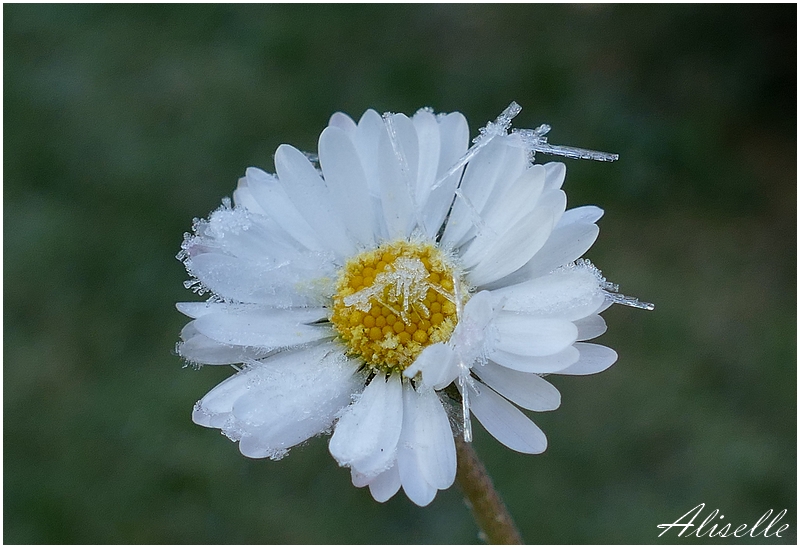 Petite "cueillette" matinale...